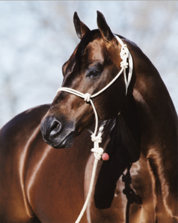 Athlete Image