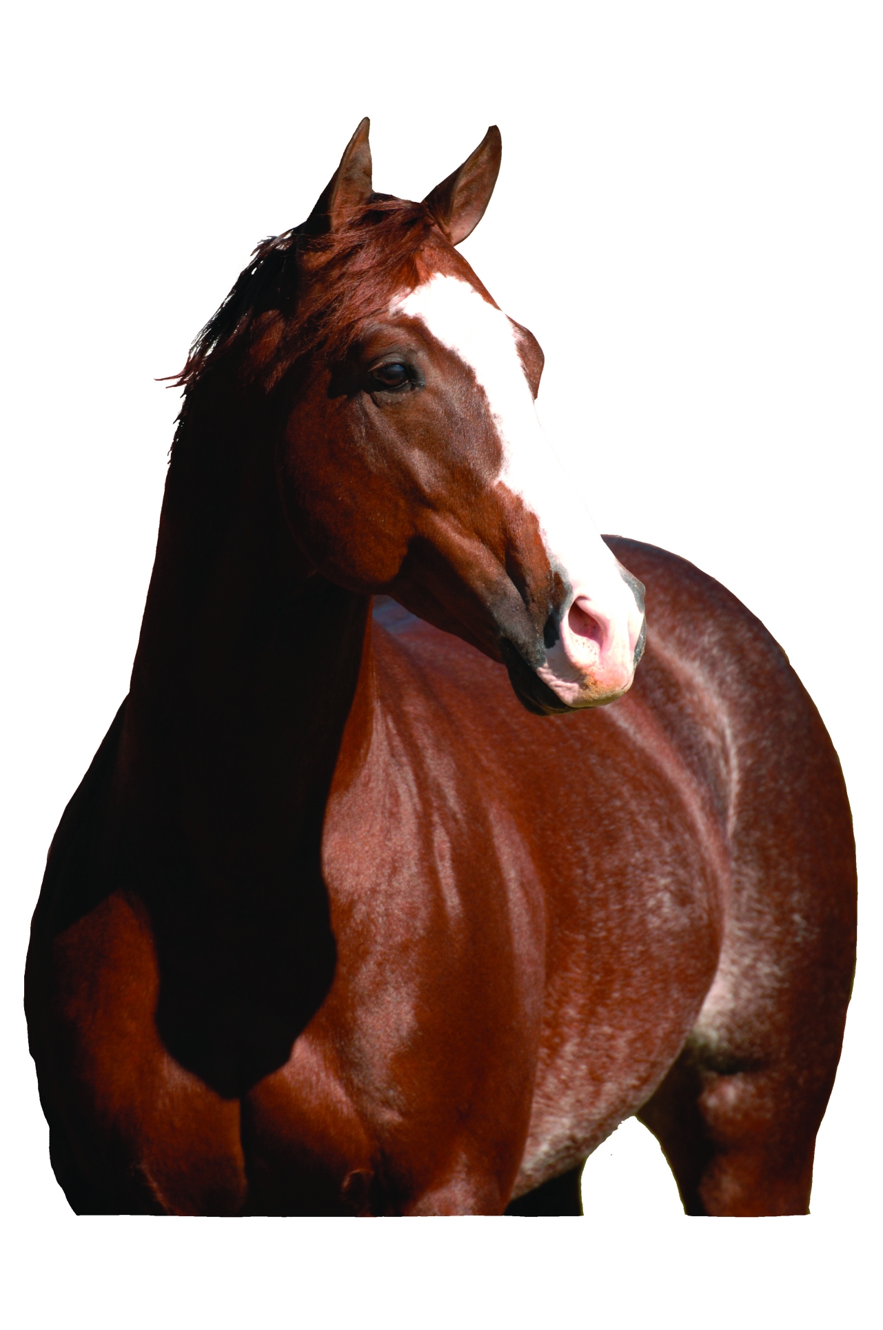 Athlete Image