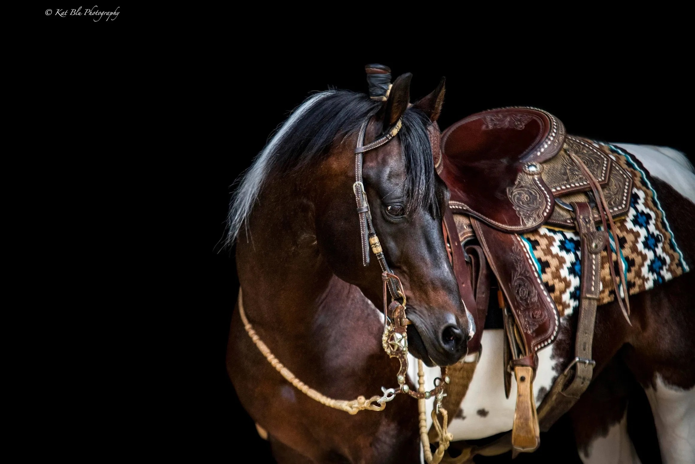 Colorform Stallion Stings Color - National Reined Cow Horse Association