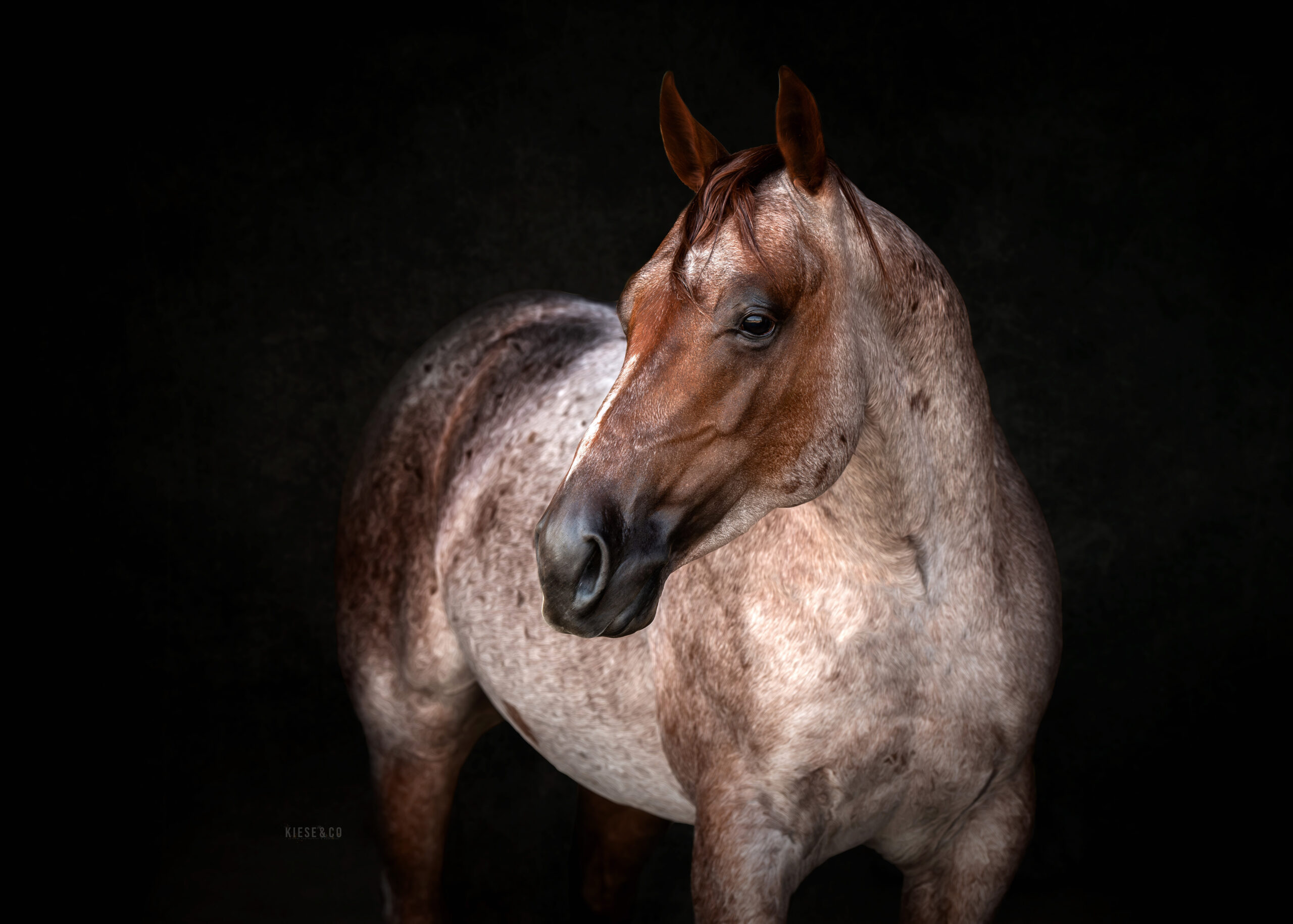 Third Edge - National Reined Cow Horse Association
