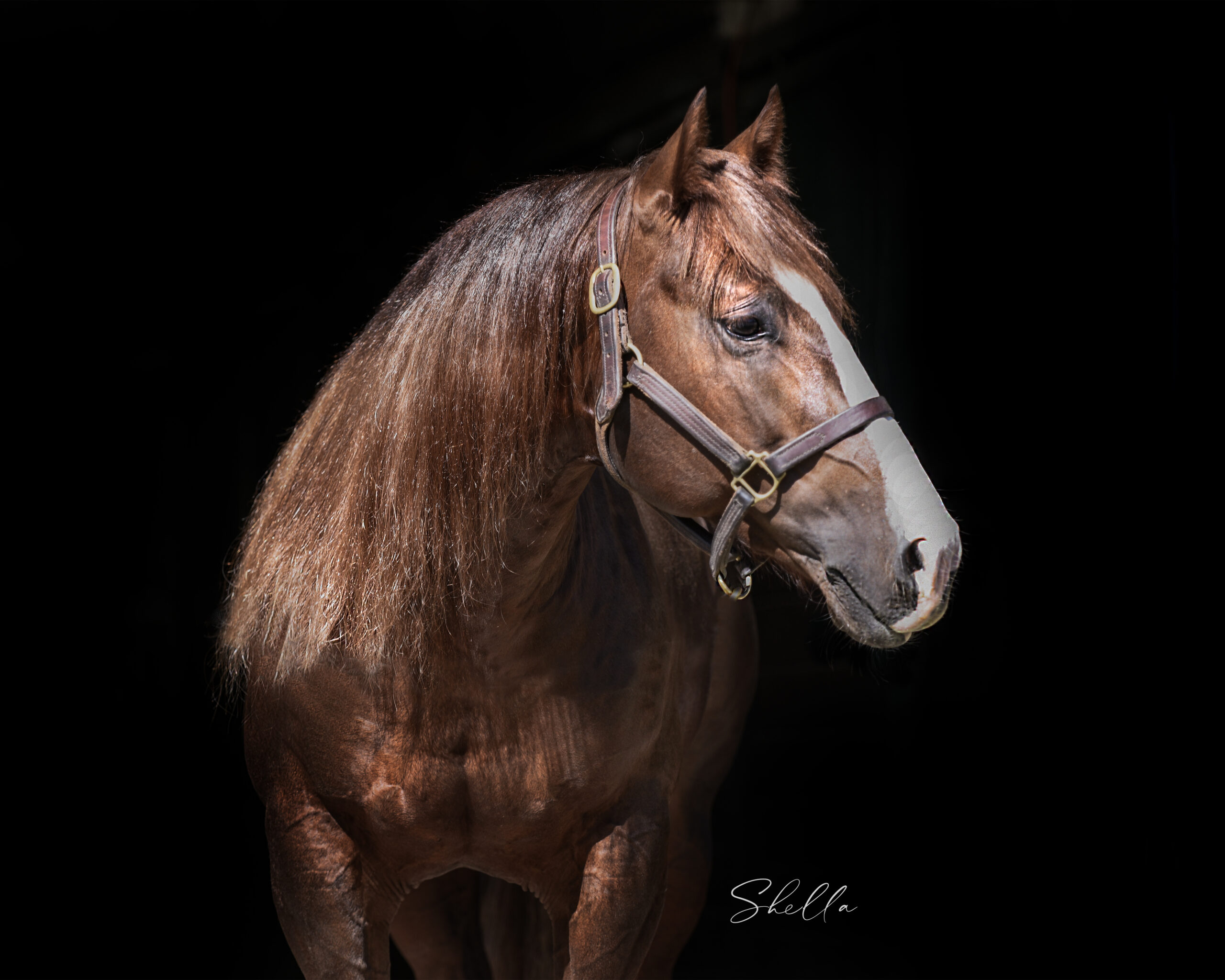 Breykin Bad - National Reined Cow Horse Association
