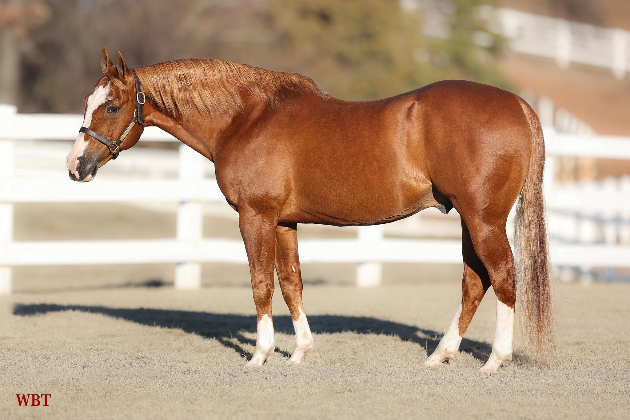 Woody Be Tuff Becomes NRCHA Three Million Dollar Sire - National