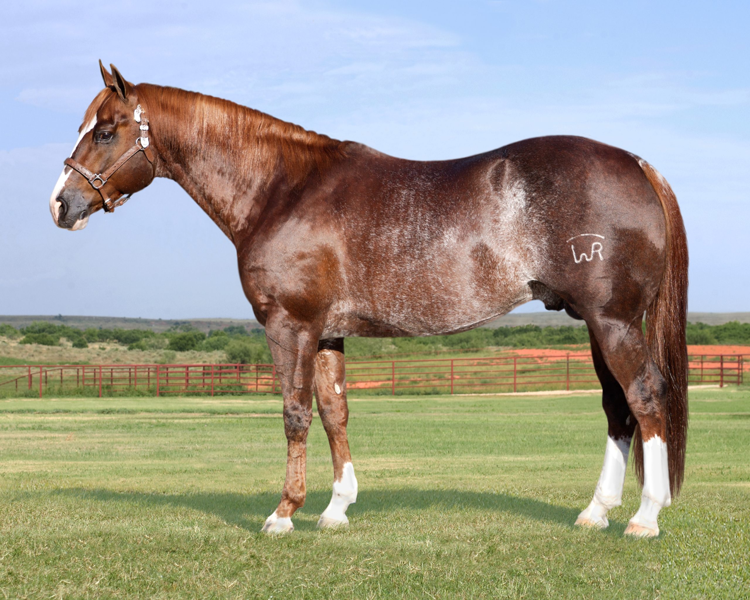 ❤️cats n horse’s ❤️追加分① WR This Cats Smart Offspring Cross $7 Million in NRCHA Earnings